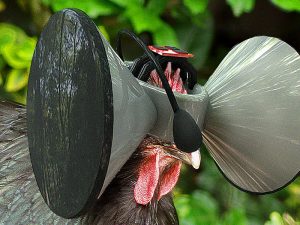 Chicken VR headset, Second Livestock by Austin Stewart
